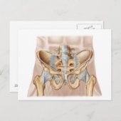 Anatomie des menschlichen Beckenknochens und der L Postkarte (Vorne/Hinten)