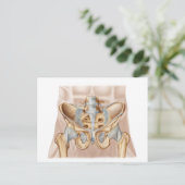 Anatomie des menschlichen Beckenknochens und der L Postkarte (Stehend Vorderseite)