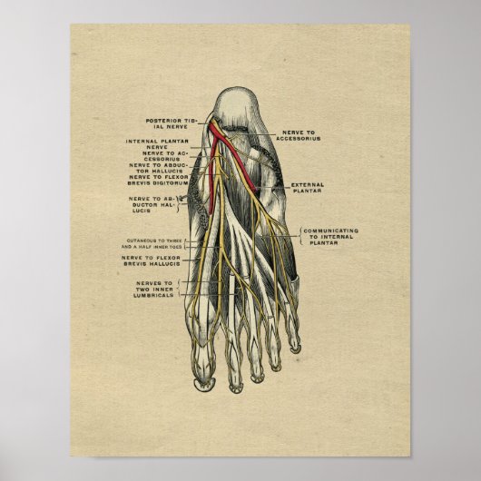 Anatomie des menschlichen Fußes 1902 Vintage-Druck Poster (Vorne)