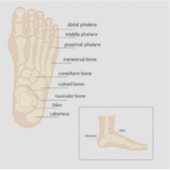 Anatomie des menschlichen Fußes Aufkleber (Vorderseite)