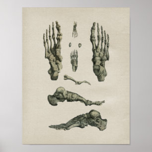 Anatomie des menschlichen Fußknochens Vintage-Druc Poster