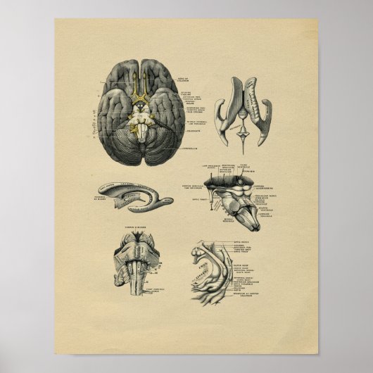 Anatomie des menschlichen Gehirns 1902 Vintag Poster (Vorne)