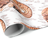 Anatomie des menschlichen Gehirns Neuheit Geschenkpapier (Rolleneckpunkt)