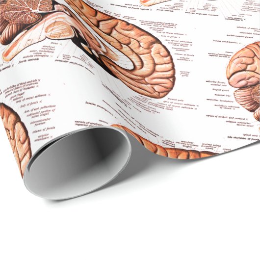 Anatomie des menschlichen Gehirns Neuheit Geschenkpapier (Rolleneckpunkt)