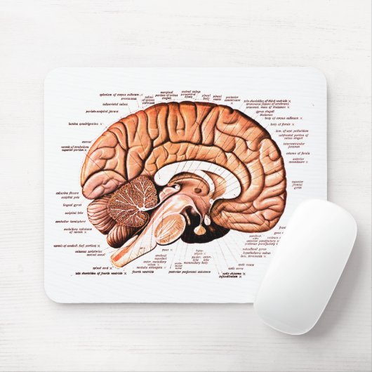Anatomie des menschlichen Gehirns Neuheit Mousepad (Mit Mouse)