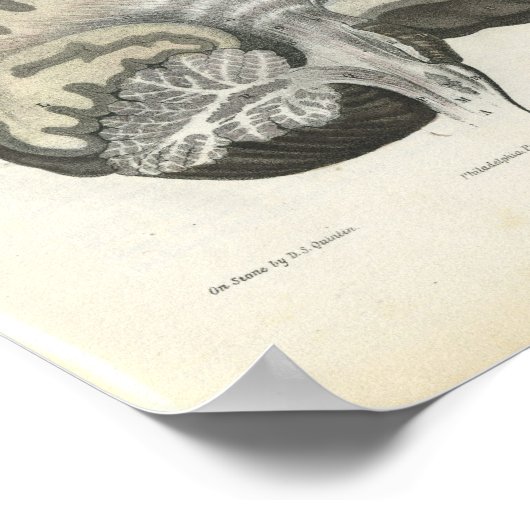 Anatomie des menschlichen Gehirns Poster (Ecke)