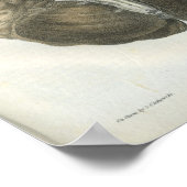 Anatomie des menschlichen Gehirns Poster (Ecke)