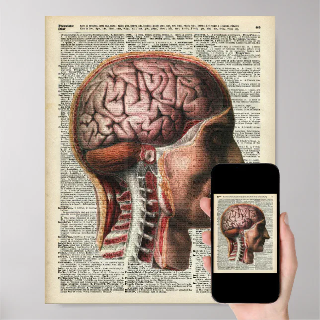 Gehirn Anatomie Frontal Ansicht Stock-Vektorgrafiken Kaufen
