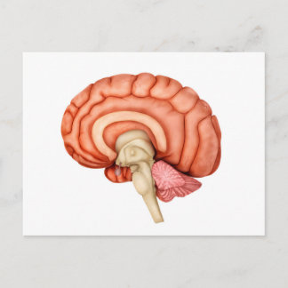 Anatomie des menschlichen Gehirns, Seitenansicht 1 Postkarte