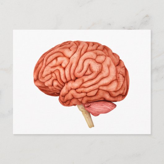 Anatomie des menschlichen Gehirns, Seitenansicht 2 Postkarte (Vorderseite)