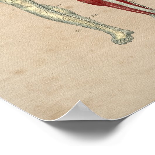 Anatomie des menschlichen Herzens 1841 Print Poster (Ecke)