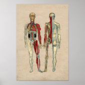 Anatomie des menschlichen Herzens 1841 Print Poster (Vorne)
