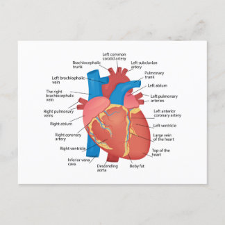 Anatomie des menschlichen Herzens Feiertagspostkarte
