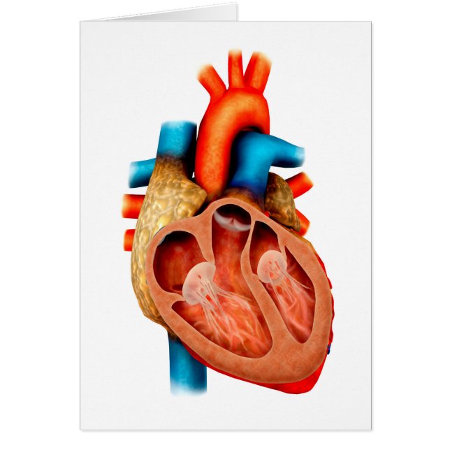 Anatomie des menschlichen Herzens, Querschnitt (Vorne)