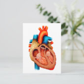 Anatomie des menschlichen Herzens, Querschnitt Postkarte (Stehend Vorderseite)