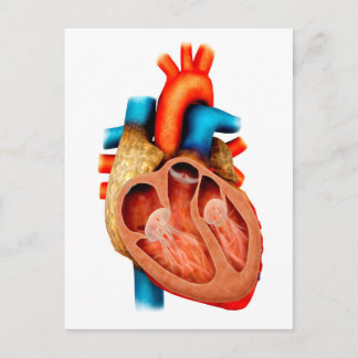 Anatomie des menschlichen Herzens, Querschnitt Postkarte