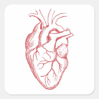 Anatomie des menschlichen Herzens zeichnend Quadratischer Aufkleber