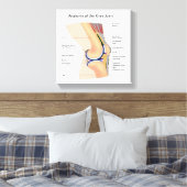 Anatomie des menschlichen Kniegelenks Leinwanddruck (Insitu (Schlafzimmer))
