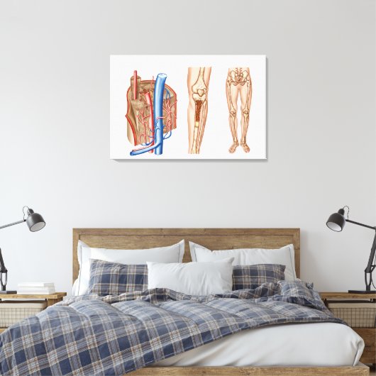 Anatomie des menschlichen Knochenmarks Leinwanddruck (Insitu (Schlafzimmer))
