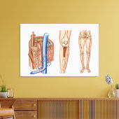 Anatomie des menschlichen Knochenmarks Leinwanddruck (Insitu (Wohnzimmer))