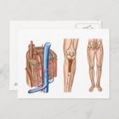 Anatomie des menschlichen Knochenmarks Postkarte (Vorne/Hinten)