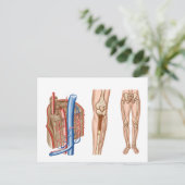 Anatomie des menschlichen Knochenmarks Postkarte (Stehend Vorderseite)