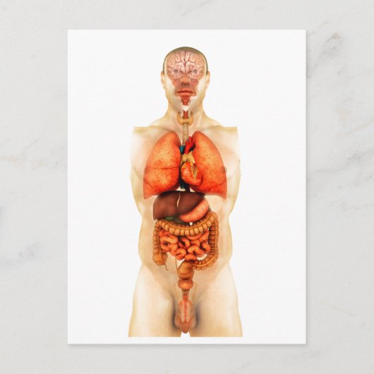 Anatomie des menschlichen Körpers mit Ganzorganen  Postkarte (Vorderseite)