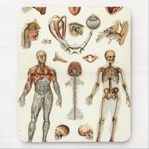 Anatomie des menschlichen Körpers Mousepad