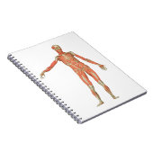Anatomie des menschlichen Körpers Notizblock (Rechte Seite)