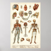 Anatomie des menschlichen Körpers Poster (Vorne)