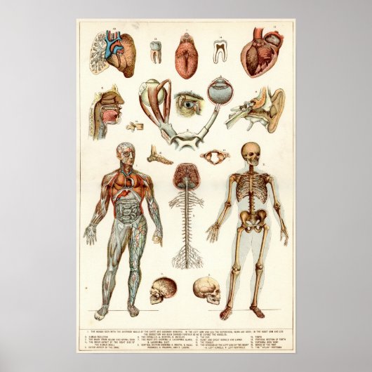 Anatomie des menschlichen Körpers Poster (Vorne)