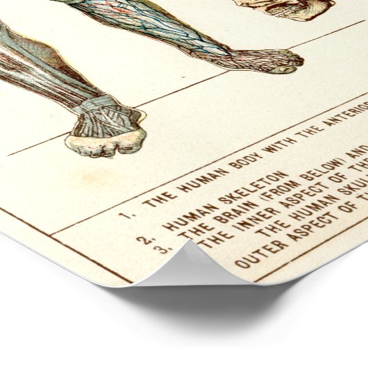 Anatomie des menschlichen Körpers Poster (Ecke)