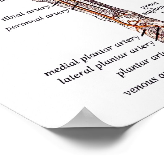 Anatomie des menschlichen Körpers Poster (Ecke)