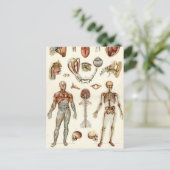 Anatomie des menschlichen Körpers Postkarte (Stehend Vorderseite)