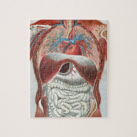 Anatomie des menschlichen Körpers Puzzle (Vertikal)
