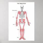Anatomie des menschlichen Körpers Skelett Anatomis Poster (Vorne)