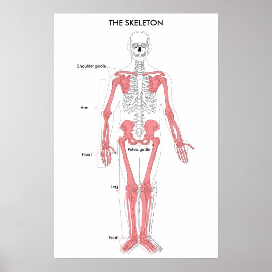 Anatomie des menschlichen Körpers Skelett Anatomis Poster (Vorne)