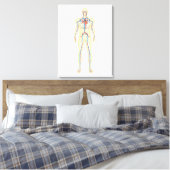 Anatomie des menschlichen Körpers und des Kreislau Leinwanddruck (Insitu (Schlafzimmer))