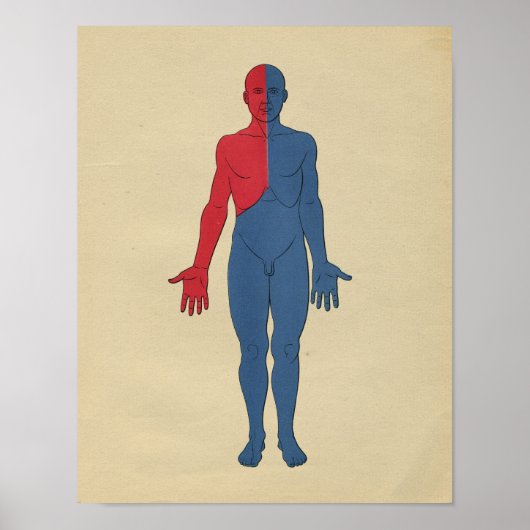 Anatomie des menschlichen Lymphsystems 1902 Vintag Poster (Vorne)