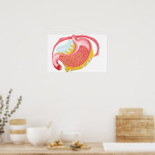 Anatomie des menschlichen Magens Poster (Küche)