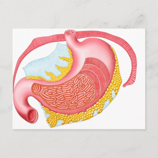 Anatomie des menschlichen Magens Postkarte (Vorderseite)