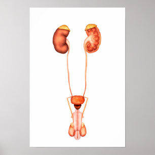 Anatomie des menschlichen männlichen poster