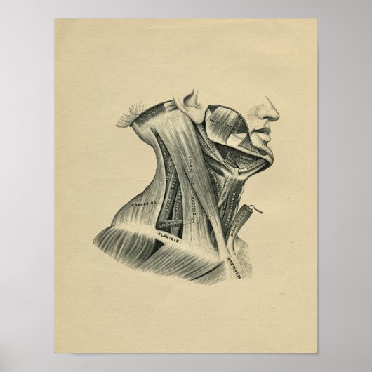 Anatomie des menschlichen Nackens 1902 Vintag Poster (Vorne)