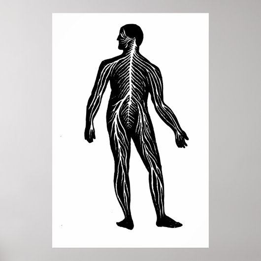 Anatomie des menschlichen Nervensystems Poster (Vorne)