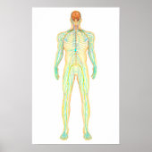 Anatomie des menschlichen Nervensystems und des Ly Poster (Vorne)