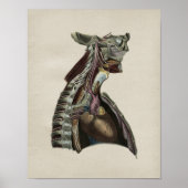 Anatomie des menschlichen Nervensystems Vintag Poster (Vorne)