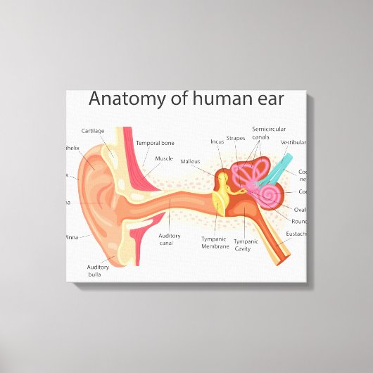 Anatomie des menschlichen Ohrs Leinwanddruck (Vorderseite)