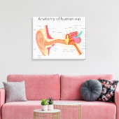 Anatomie des menschlichen Ohrs Leinwanddruck (Insitu (Wohnzimmer))