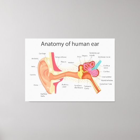 Anatomie des menschlichen Ohrs Leinwanddruck (Vorderseite)