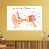 Anatomie des menschlichen Ohrs Leinwanddruck (Insitu (Wohnzimmer))